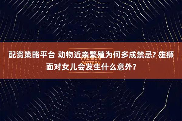 配资策略平台 动物近亲繁殖为何多成禁忌? 雄狮面对女儿会发生什么意外?
